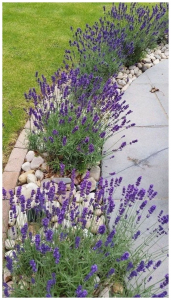 45-simple-front-yard-landscaping-ideas-on-a-budget-33.png
