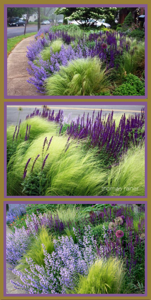 Lavendel-und-Ziergraser-fur-Terrassenumrandung.png