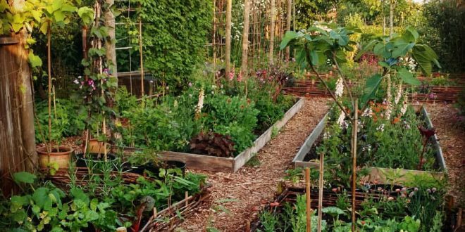 We’re enjoying growing more vegetables this year. We have 3 borders for ...