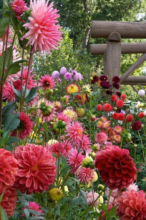 Beautiful Small Cottage Flowers Garden
for Backyard Ideas