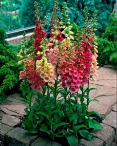 Easy-Cottage-Garden-Foxglove-Flower-Combination-Color-12.jpg