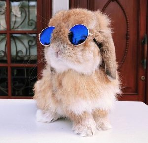 Mini-Pet-Sunglasses-for-Rabbits-Bunnies-Bunny-Supply-Co.jpg