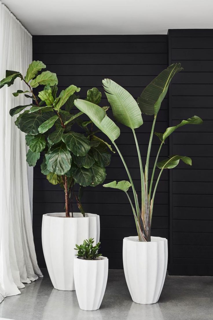 Trendy House Tree Plants Pots