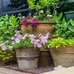 Our Top Container Garden Ideas | Pots, Planters & Mo