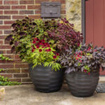 Container Gardening: The Complete Guide | Proven Winne
