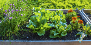 Edible Container Garden Ideas | Living Col