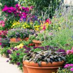 Best Container Garden Ideas - How to Style a Container Gard
