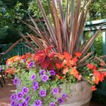 56 Ideas For Pots | container gardening, plants, container plan