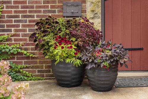 Container Gardening: The Complete Guide | Proven Winne