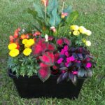 Plant Combination Ideas for Container Gardens – FarmDaddy