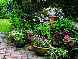 The basics: Gardening in containe