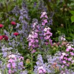 12 Key Plants for a Cottage Garden | BBC Gardeners World Magazi