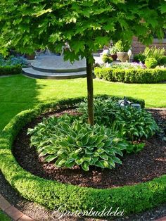 12 Best Front yard Tree Ideas | front yard, front yard landscaping .