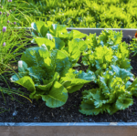 Edible Container Garden Ideas | Living Col