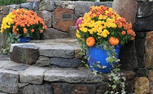 Autumn Gardening Guide | Garden Desi