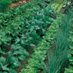 Using Crop Rotation in Home Vegetable Garden – Wisconsin Horticultu