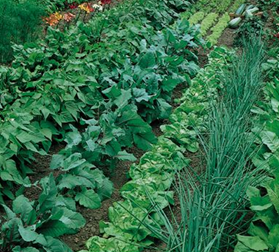 Using Crop Rotation in Home Vegetable Garden – Wisconsin Horticultu