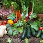 6 key importance of home gardens – Let's help you plant o