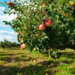 Apple Production and Variety Recommendations for the Utah Home .
