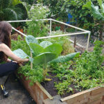 Where to plant your home garden | University of Hawaiʻi System Ne