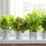 How To Start an Indoor Herb Garden - Moving.c