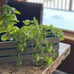 How to Make an Indoor Herb Gard