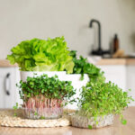 Indoor Herb Garden Ideas - The Home Dep