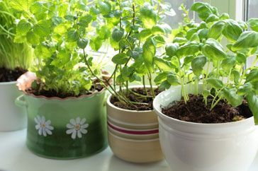 How to grow an indoor herb gard