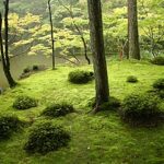 Japanese garden - Wikiped