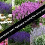 Landscape Garden Design Ideas -Salvia & Echinacea Perennial .
