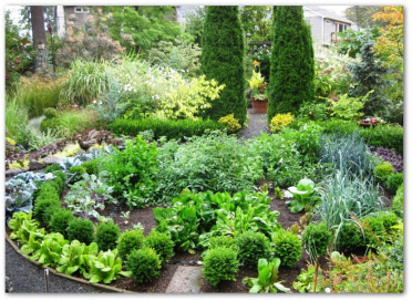 Ornamental Vegetable Garden Plants, Ideas, Pictur