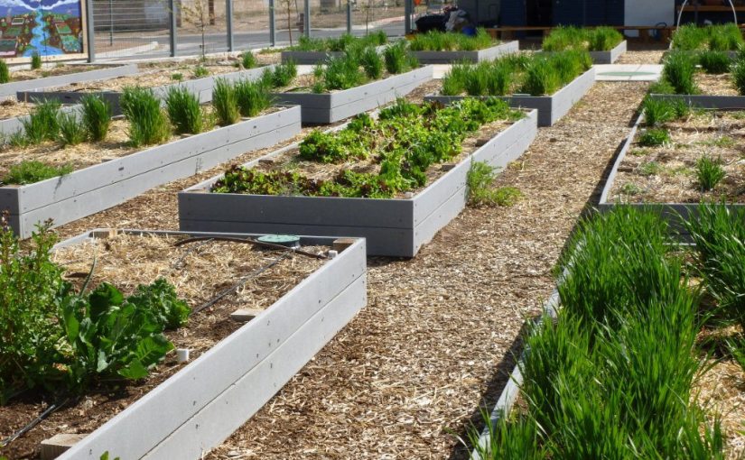 A Raised Bed Rebuttal: In defense of a common garden practice and .