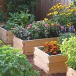 Raised Beds | Center for Excellence in Disabiliti
