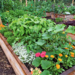 Small Vegetable Garden Ideas | Garden Ga