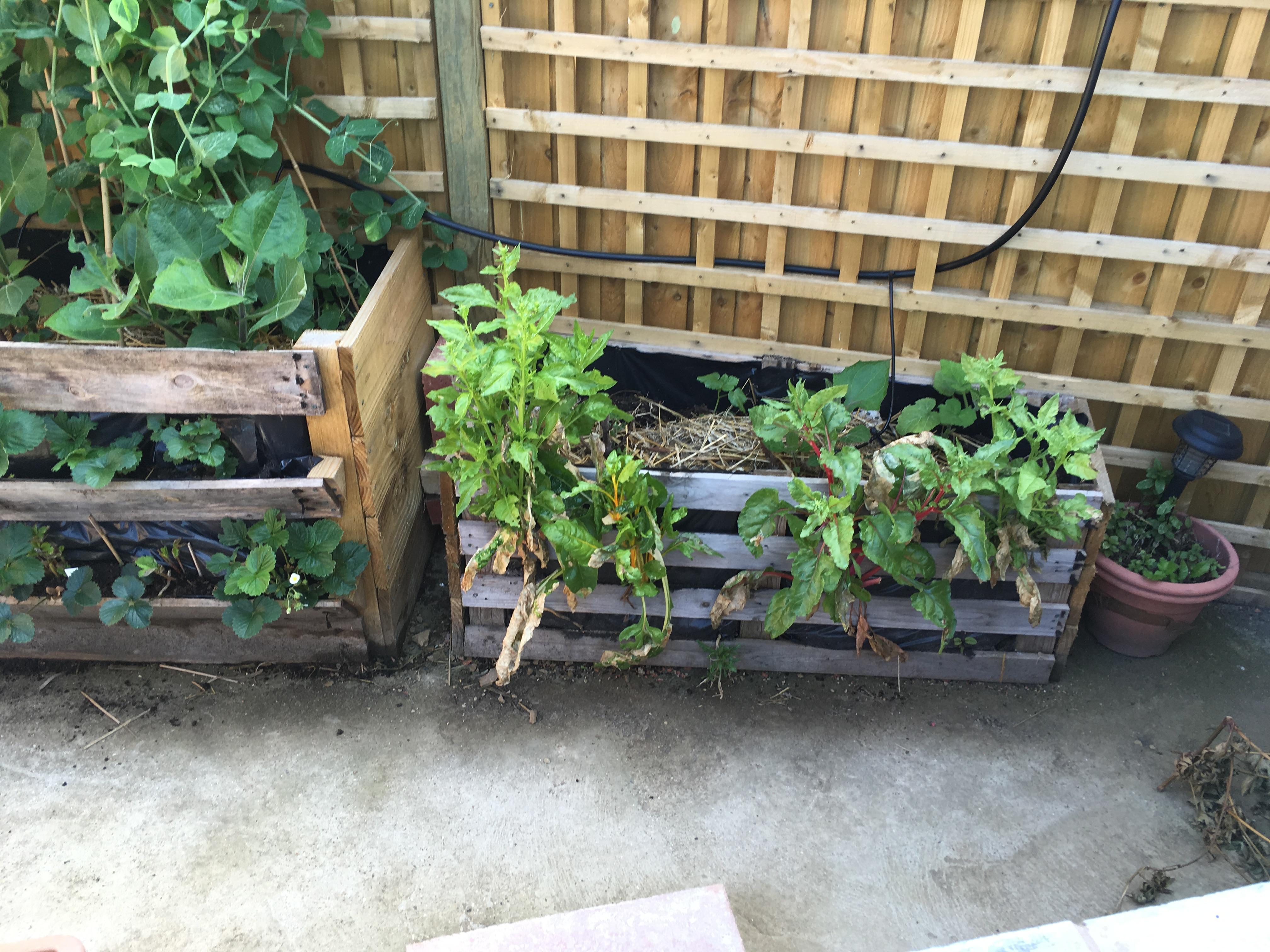 Incorporate a‌ pallet garden ⁣fence for climbing plants ⁢like peas and‍ beans