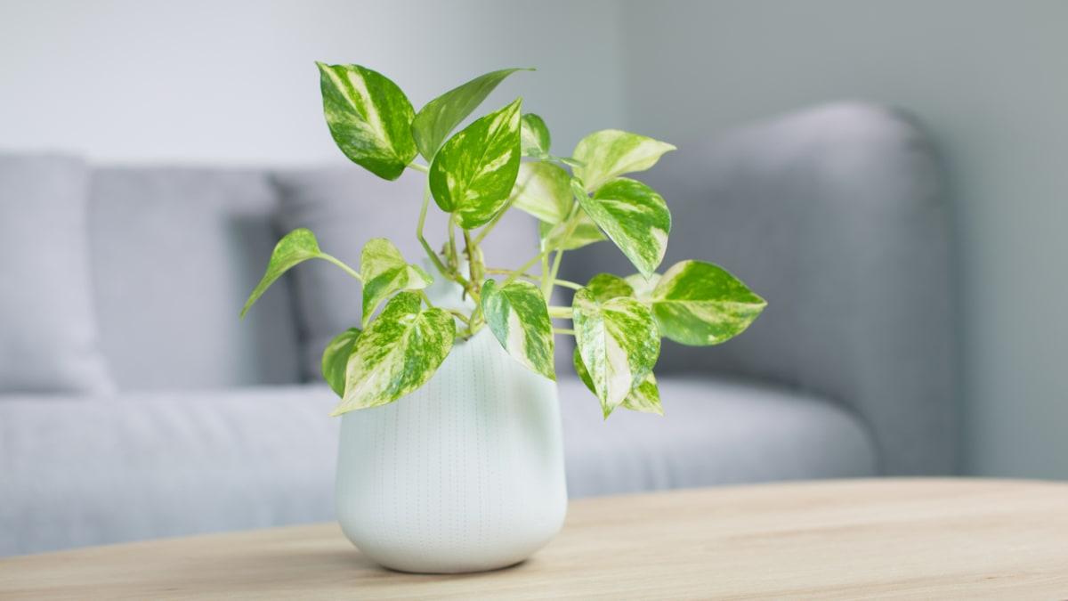 Indoor⁤ plants​ enhancing air quality and aesthetics in your Living Room