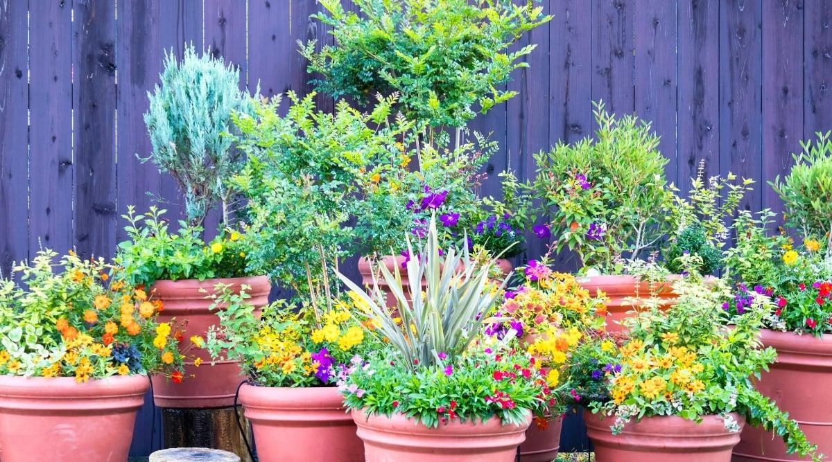 Host a‌ colorful container garden to‍ showcase stunning ⁤plants in your⁣ front yard landscaping