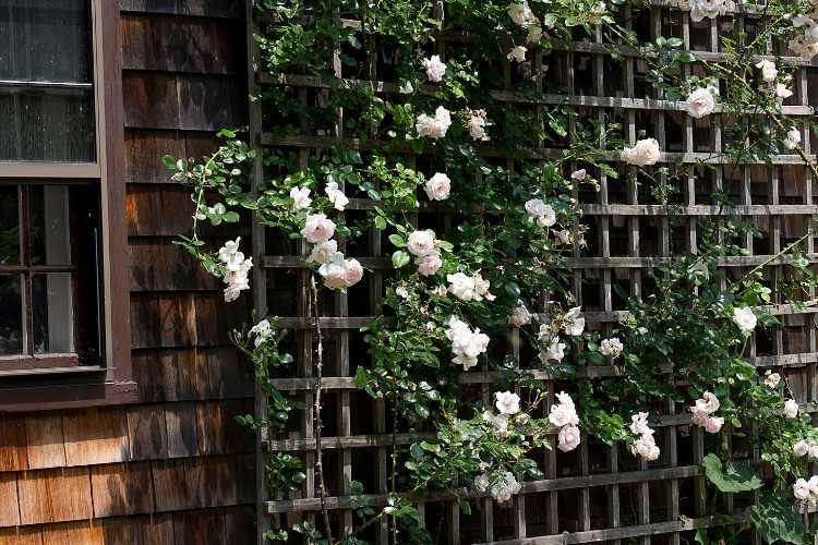 A rustic pallet garden fence doubles as a trellis for climbing plants