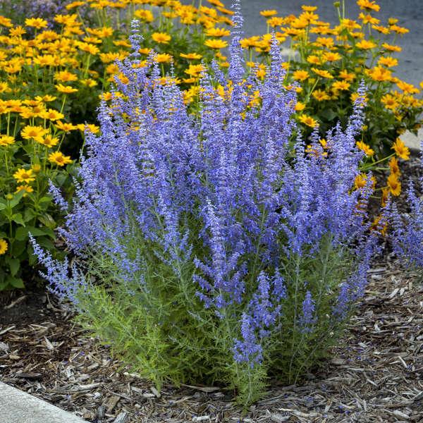 Choose‍ drought-resistant ⁣plants for​ eco-friendly front yard landscaping