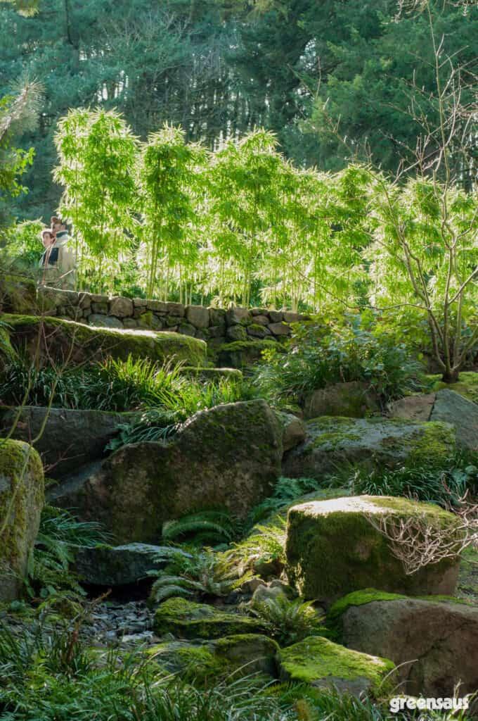 Softly swaying grasses create movement and softness in your Zen Garden