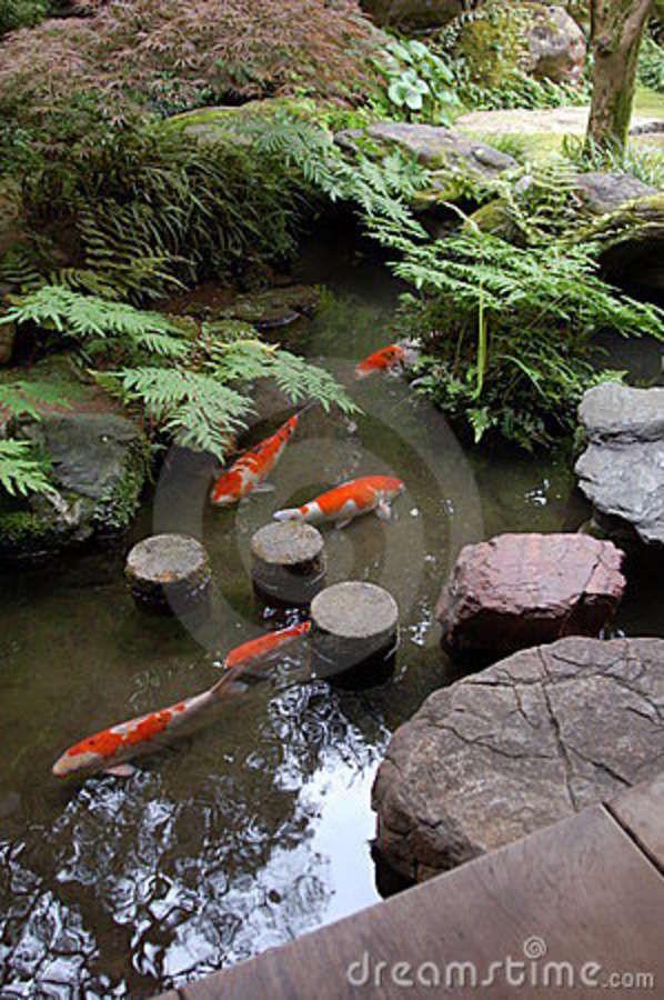 Include a small koi pond in your Zen Garden to attract life and tranquility