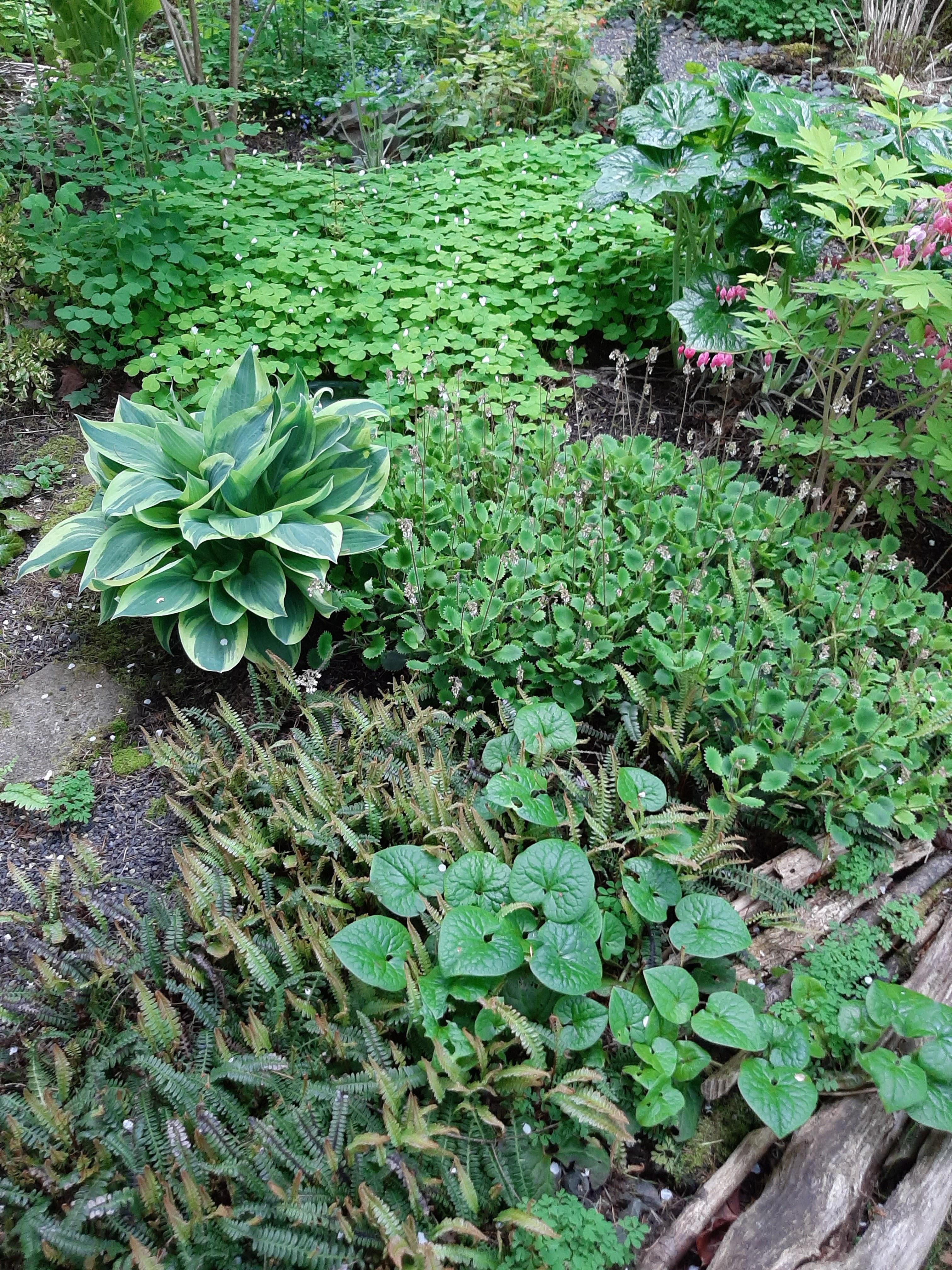 Use creeping ground covers to reduce weeds in front yard landscaping ​areas