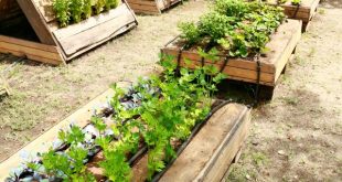 24 Creative Pallet Garden Designs to Transform Your Space