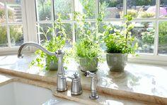 Create an herb ‍garden on ⁢your ‌windowsill in ⁤your galley kitchen