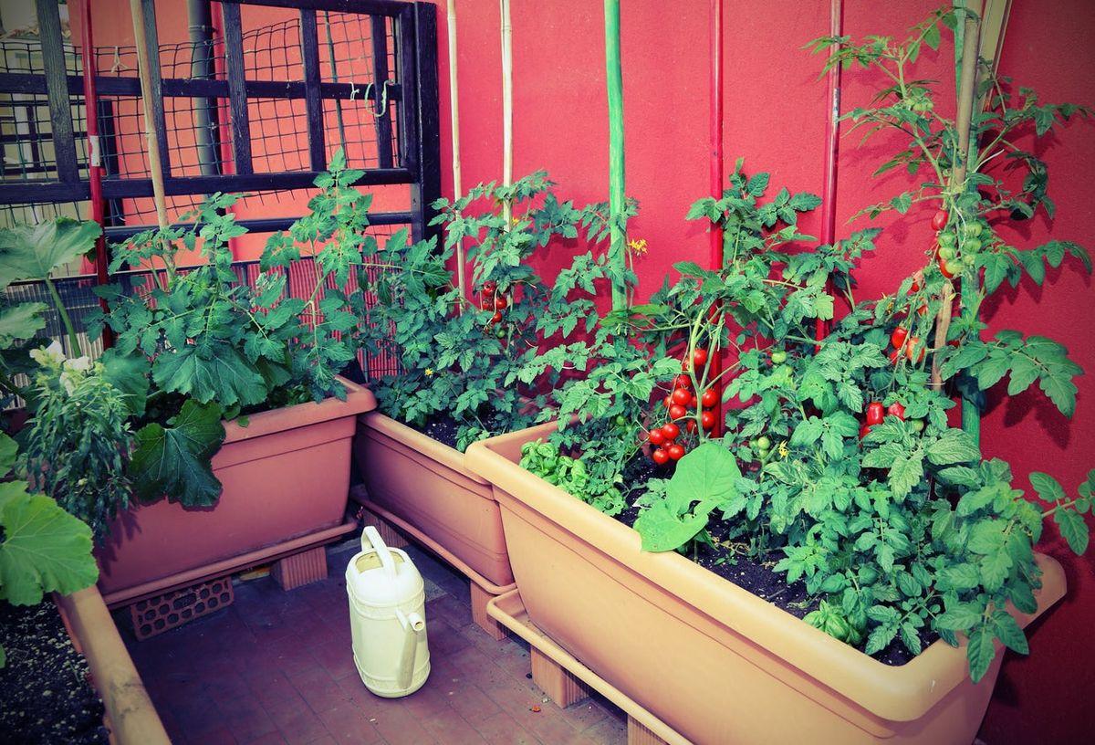 Grow herbs and vegetables in pots on your ⁣screened porch