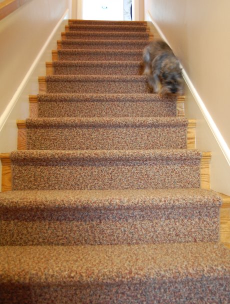 best carpet for stairs related stories FVXMNOL