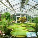 botanical gardens braunschweig botanical garden, braunschweig, germany victoria amazonica,  giant amazon water lily EJZOGKD