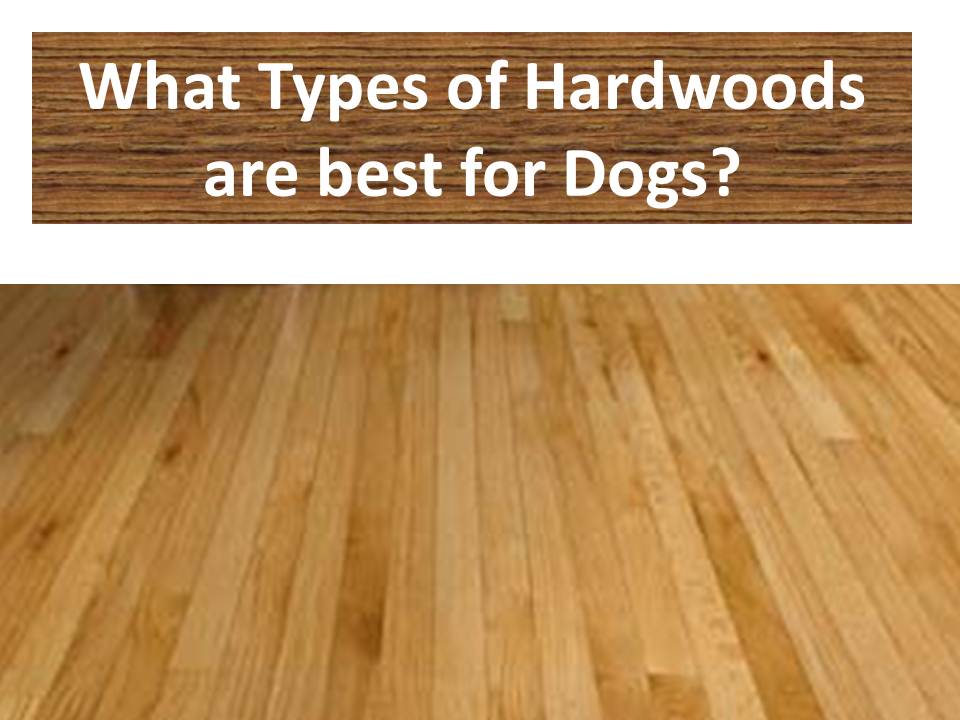 hardwood flooring types decor of best wood flooring for dogs best hardwood floor for dogs types FPWEBJJ