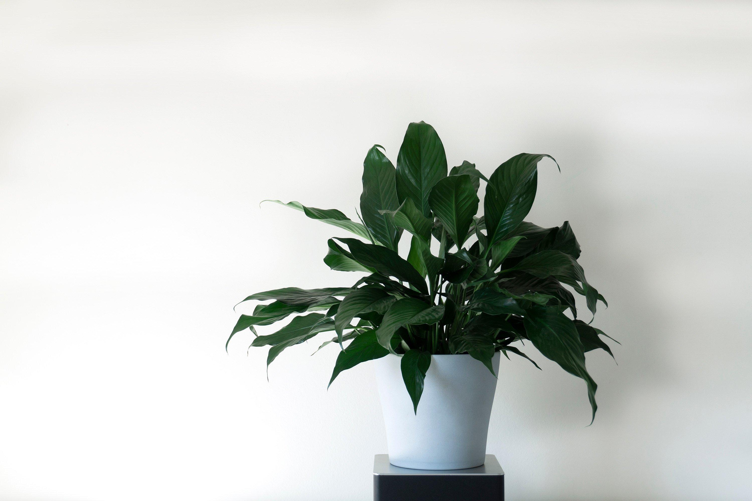 Add greenery with potted plants in farmhouse ​bathrooms