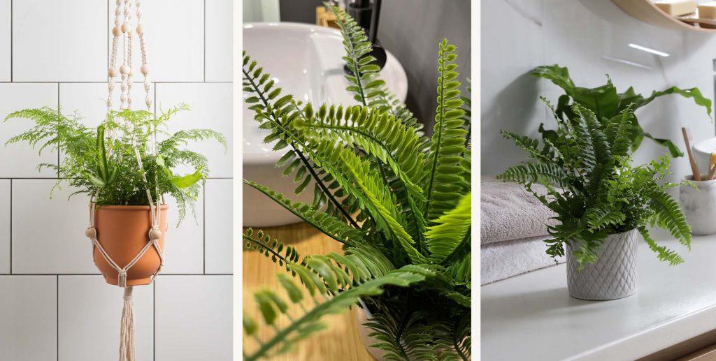 Unique plants to bring life‍ and freshness ⁢to your eclectic bathroom